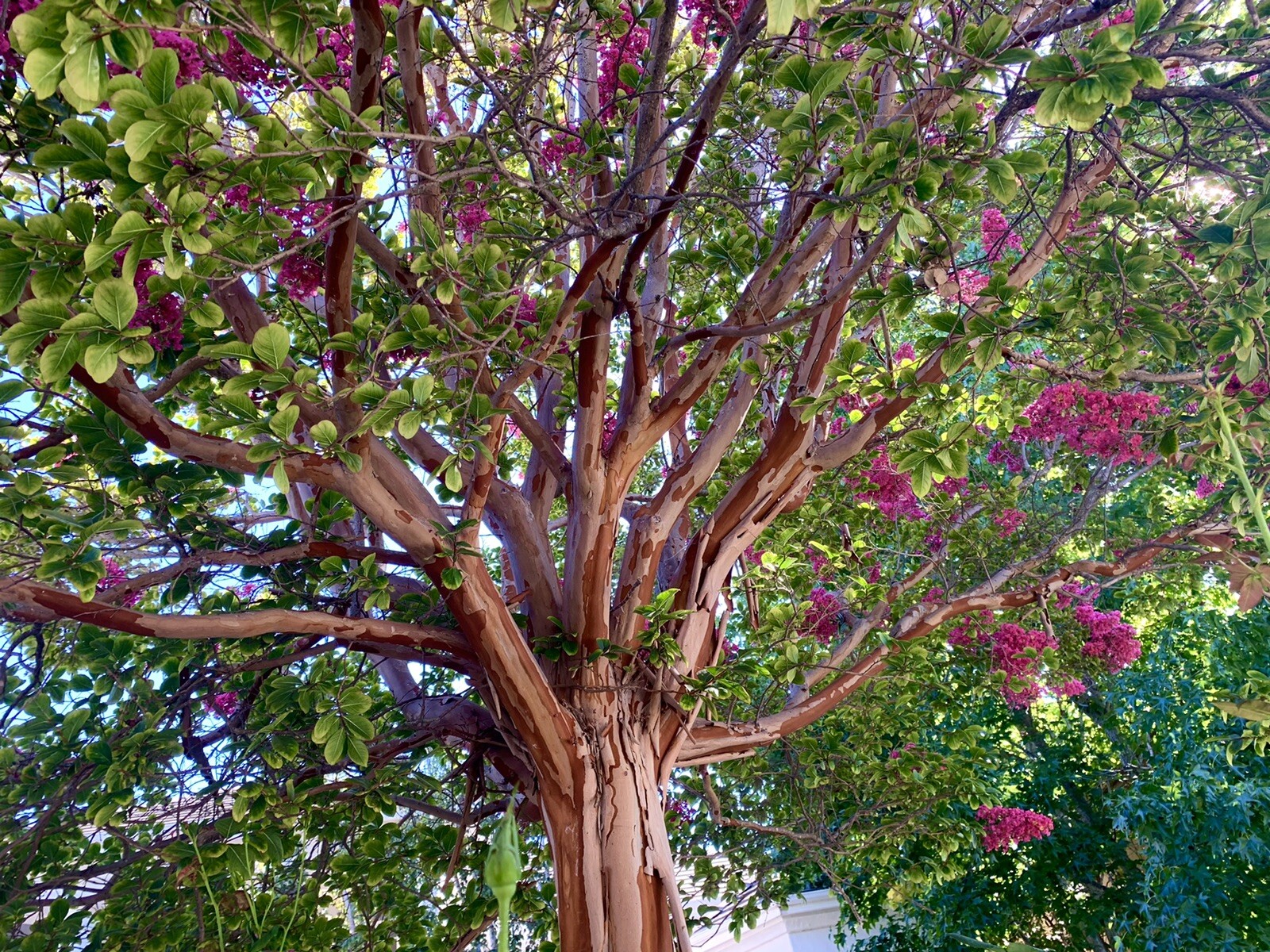 Pink Lagerstroemia indica, Dwarf Crape Myrtle, 100 Seeds 2024 – USA