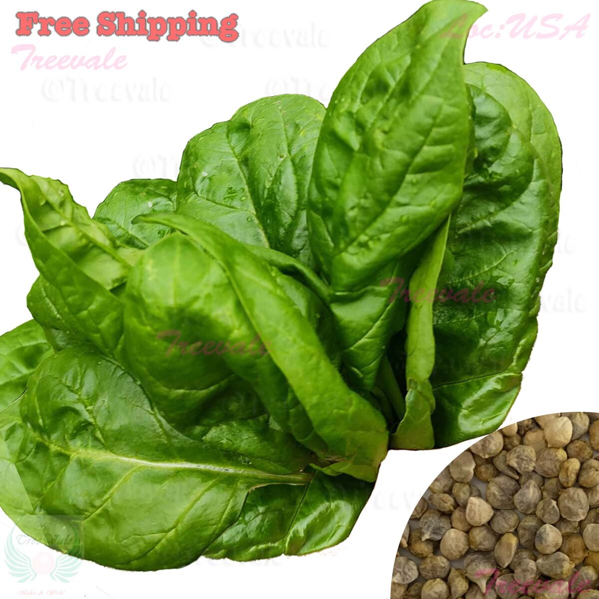 Giant Noble Spinach Seeds | NON-GMO