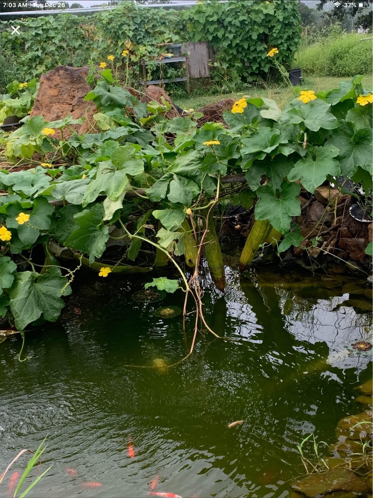20 Organic 2024 Luffa Loofah Seeds Vegetable Sponge Easy To Grow