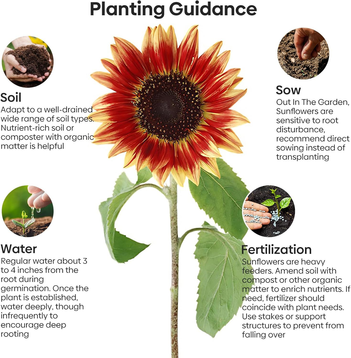Sunflower Seeds for Planting, 15+ Varieties, 1 Oz, 300+ Mixed Seeds to Plant Col