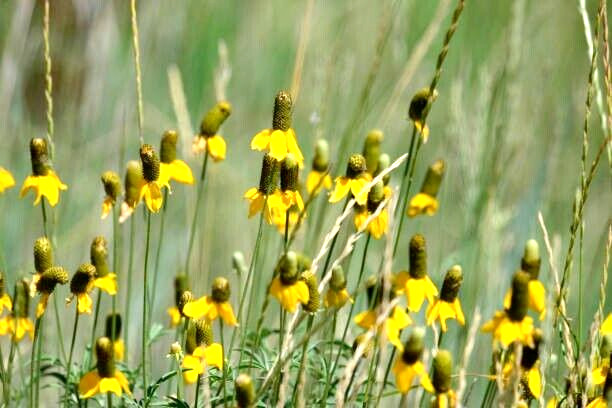 450 CLASPING CONEFLOWER SEEDS | 2026 SALE FREE SHIPPING NON GMO HEIRLOOM