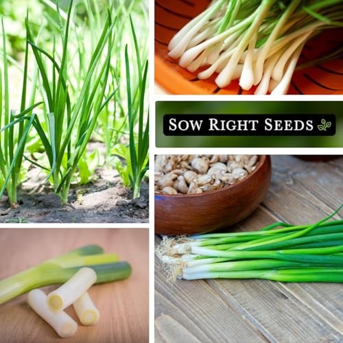 – Tokyo Long White Bunching Onion Seeds for Planting – Perfect for Planting 3
