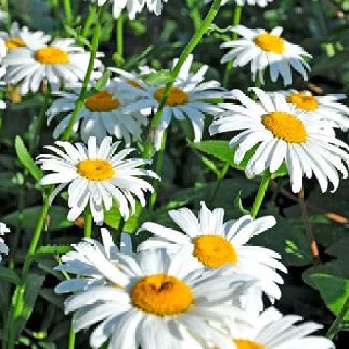 1,000 Shasta Daisy Flower Seeds Chrysanthemum Maximum Perennial All US Zones
