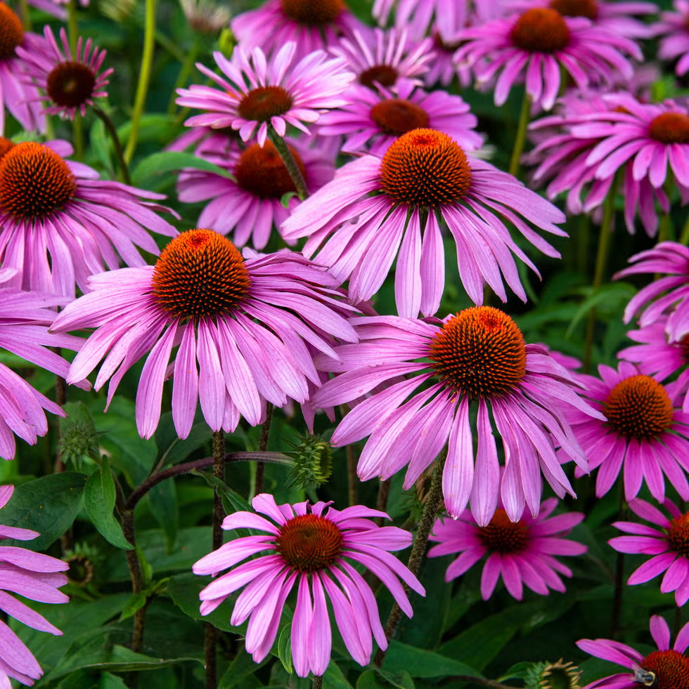 Purple Coneflower Seeds / Flowers