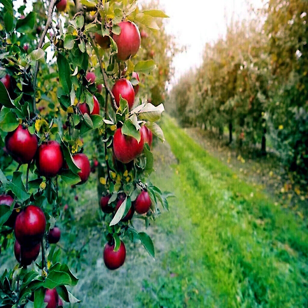 Paradise Apple Tree Seeds (Malus p.) “Red Delicious” Hardy-3 Garden Fruit Plant