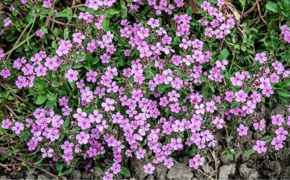 300 Pink Rock Soapwort Seeds Perennial Groundcover for Containers & Baskets