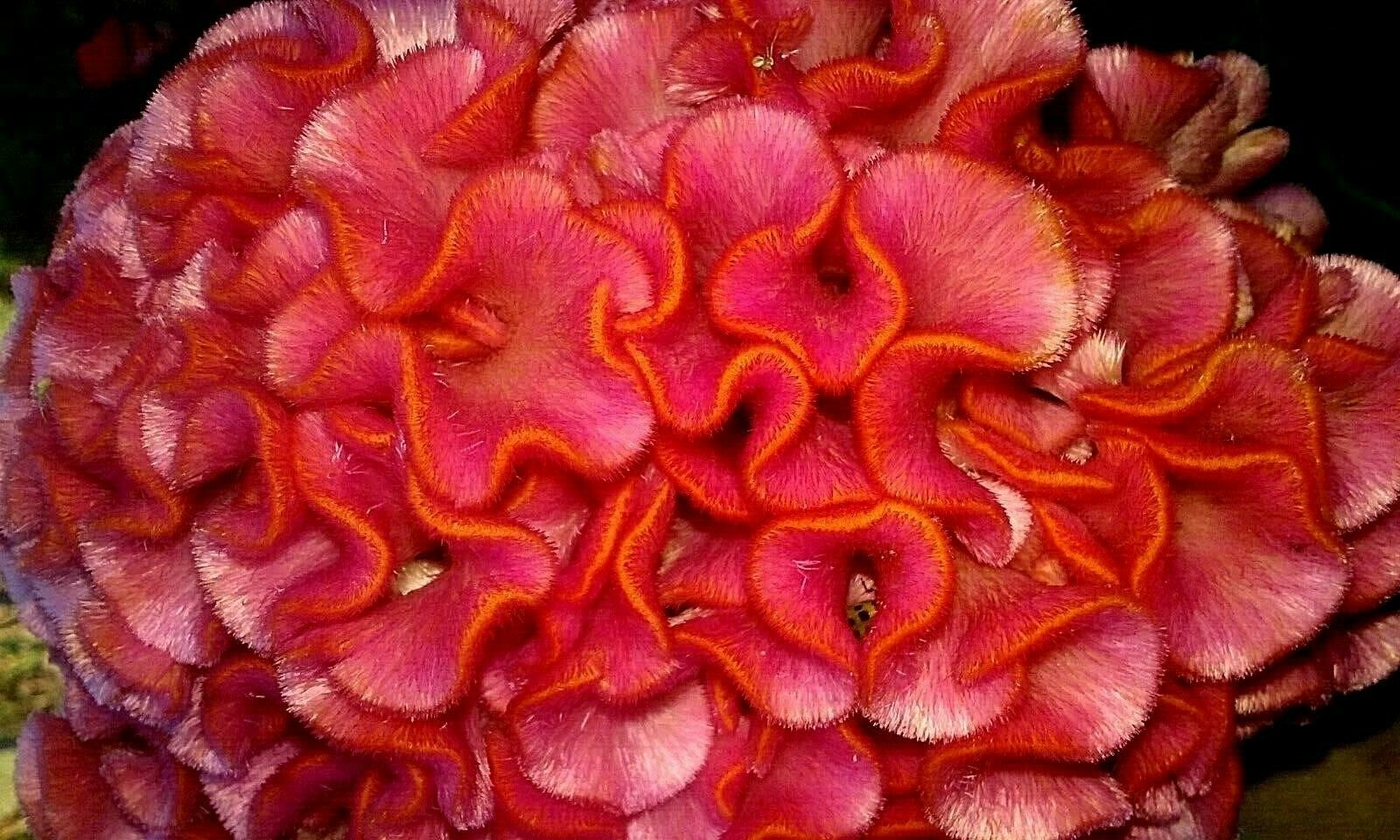 Pink with Orange Tips Brain Celosia Seeds Comb. S/H