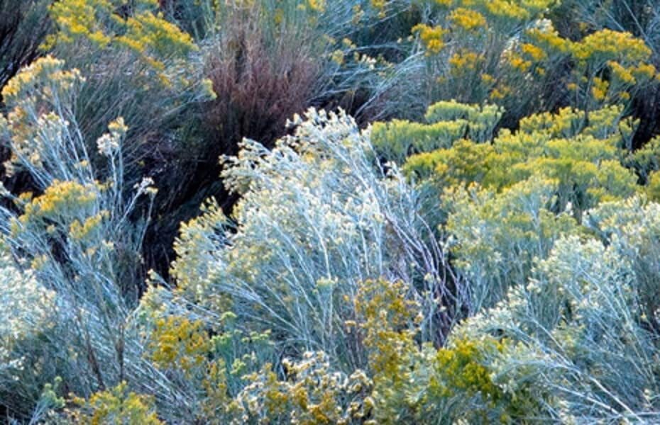 100 Rubber Rabbit Brush Seeds for Planting – Hardy Perennial