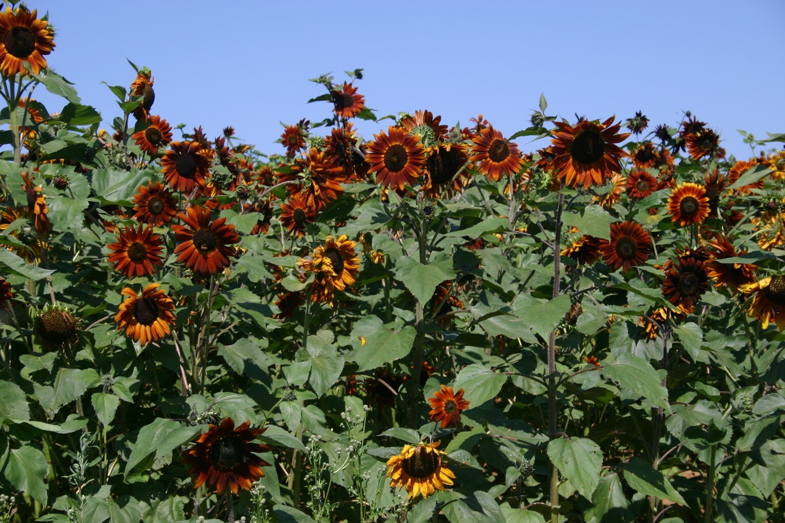 50 VELVET QUEEN SUN FLOWER FRESH HARVEST FOR GARDENS