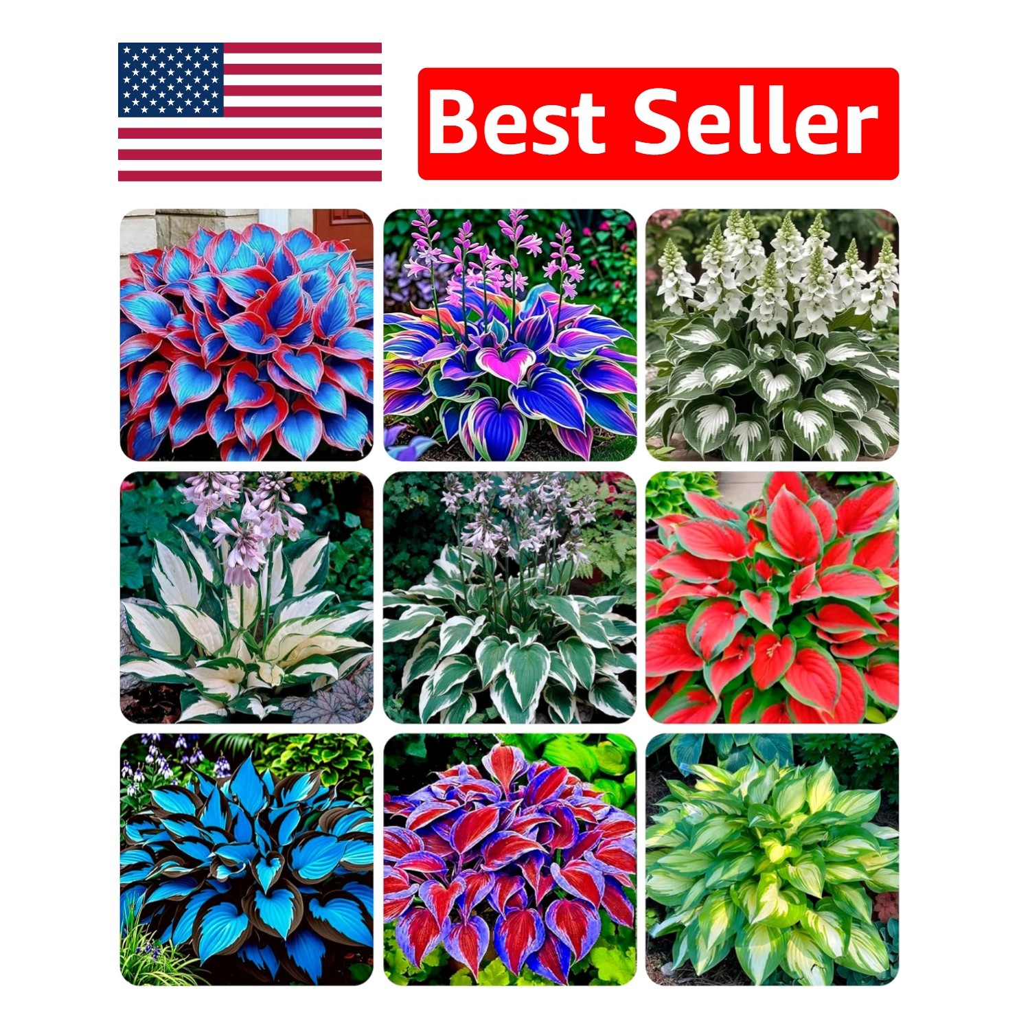 Dazzling Hosta Flower Seeds, Over 200 Perennial Seeds Perfect for Any Landscape