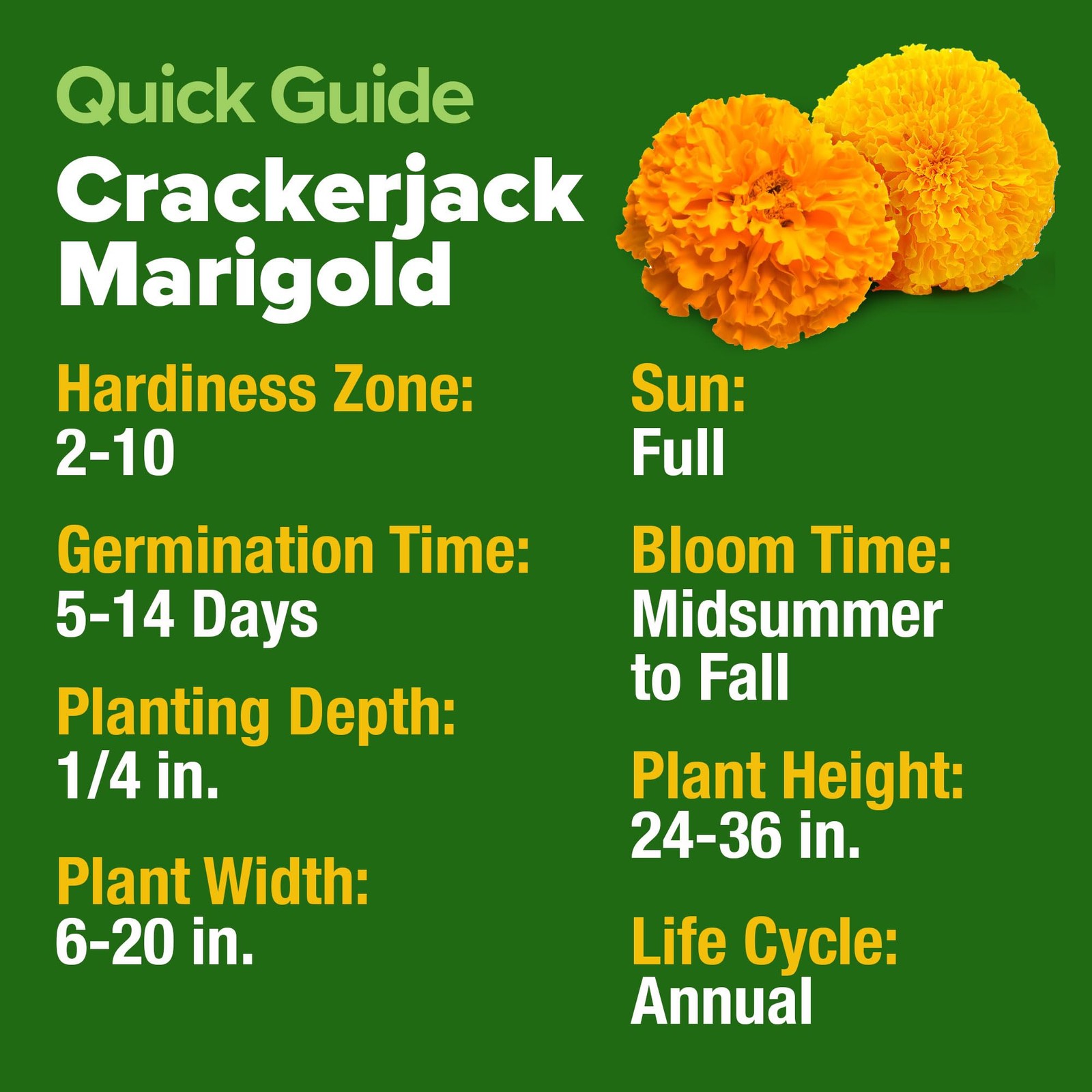 HOME GROWN Marigold Seeds Bulk Mix – 5600+ Crackerjack Marigold Flower Seeds for