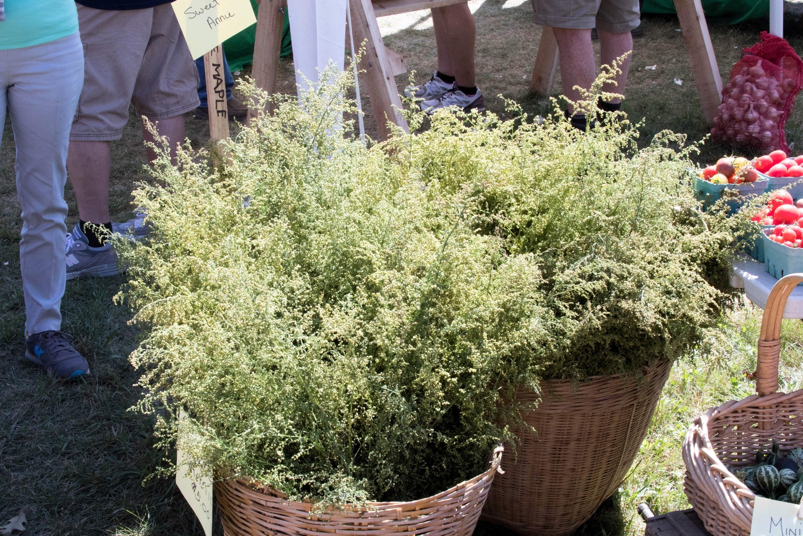 1000 SWEET WORMWOOD Artemisia Annua Sweet Annie Mugwort Sagewort Herb Seeds