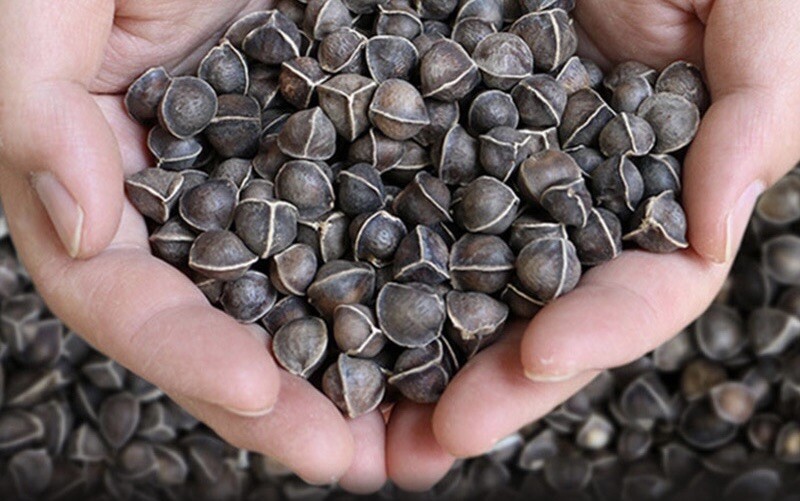 15 Packet SEEDS Bundle + 3 Packet FREE | Vegetable SEEDS for Planting