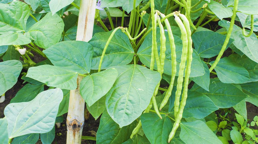 Black Eyed Pea / Cowpea seeds (40) / ORGANIC / HEAT TOLERANT / FLORIDA GROWN