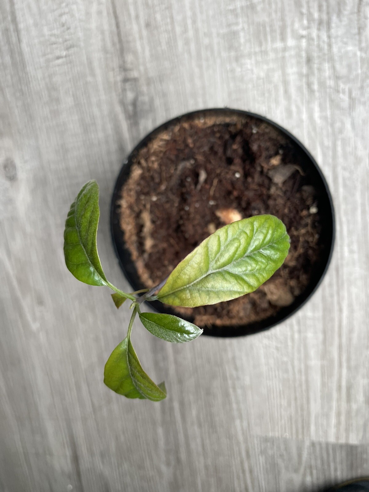 Avocado Plant