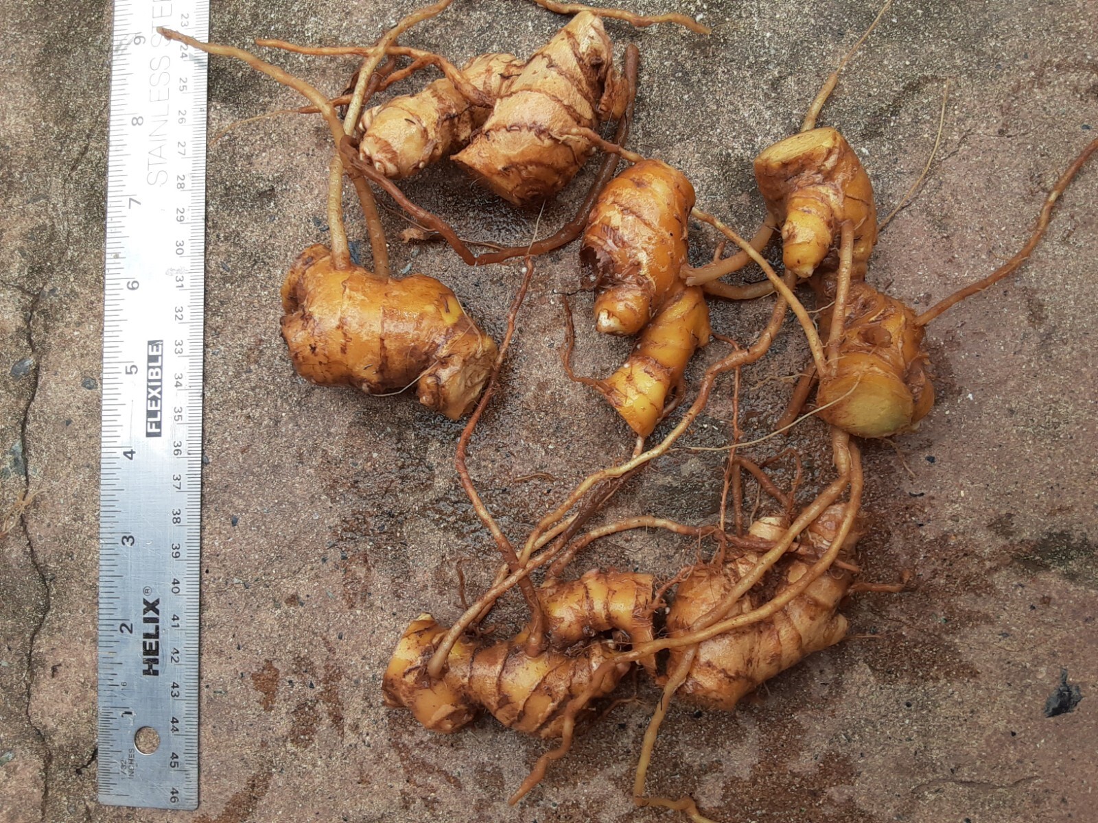 6 Shampoo Ginger Rhizomes, Zingiber Zerumbet, Pine Cone, Free Shipping included!