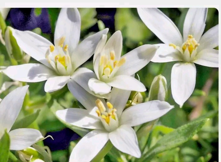 Star of Bethlehem Ornithogalum Umbellatum Perennial Spring Flowers 25+ Bulbs