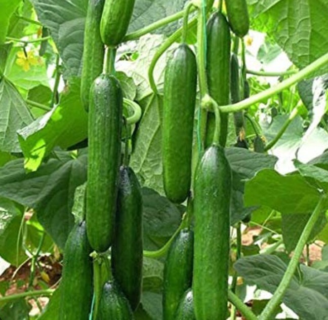 Muncher Cucumber 10 Seeds Organic Non GMO