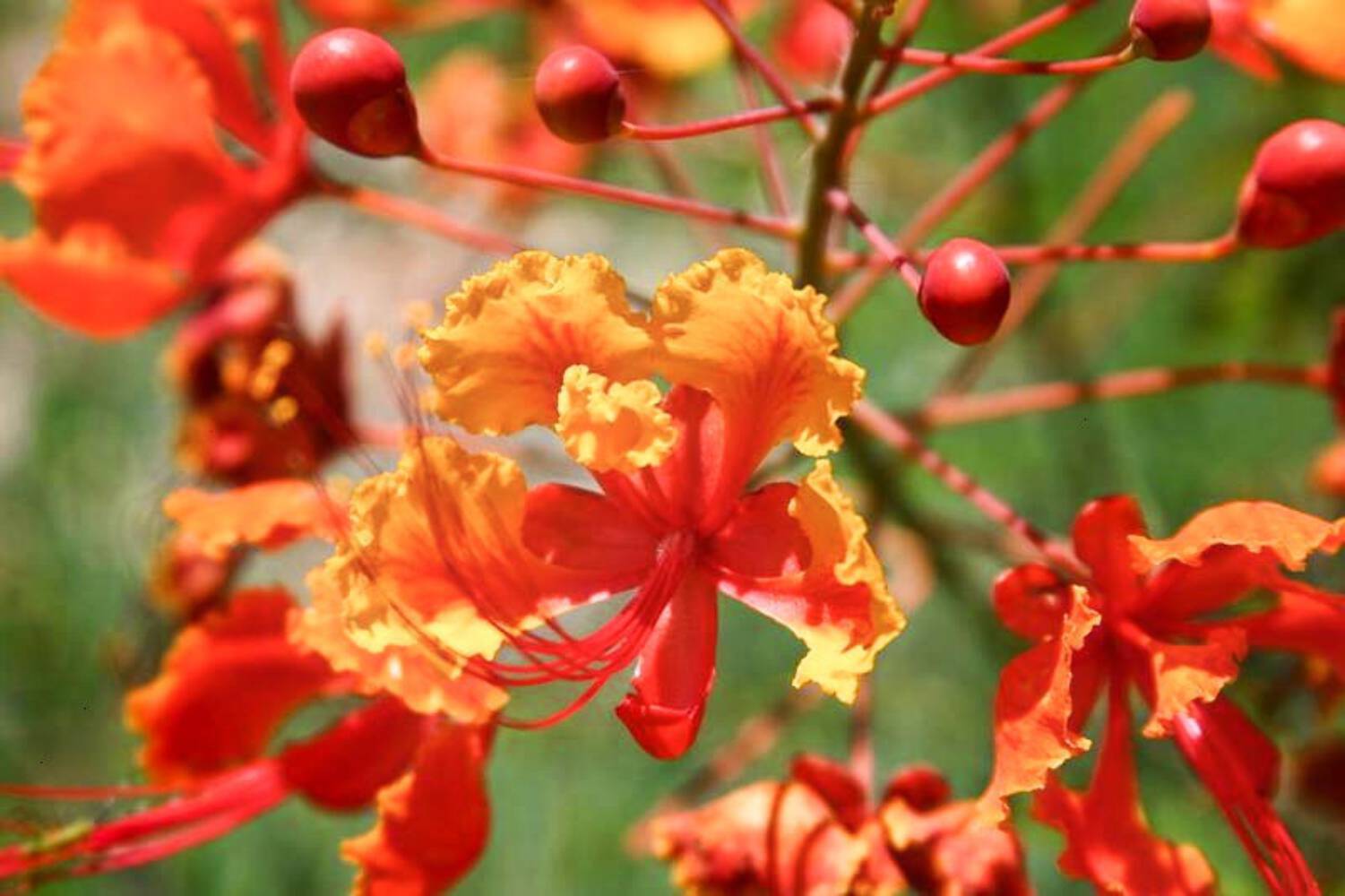 10 RED BIRD OF PARADISE Caesalpinia Pulcherrima Barbados Peacock Flower Seeds