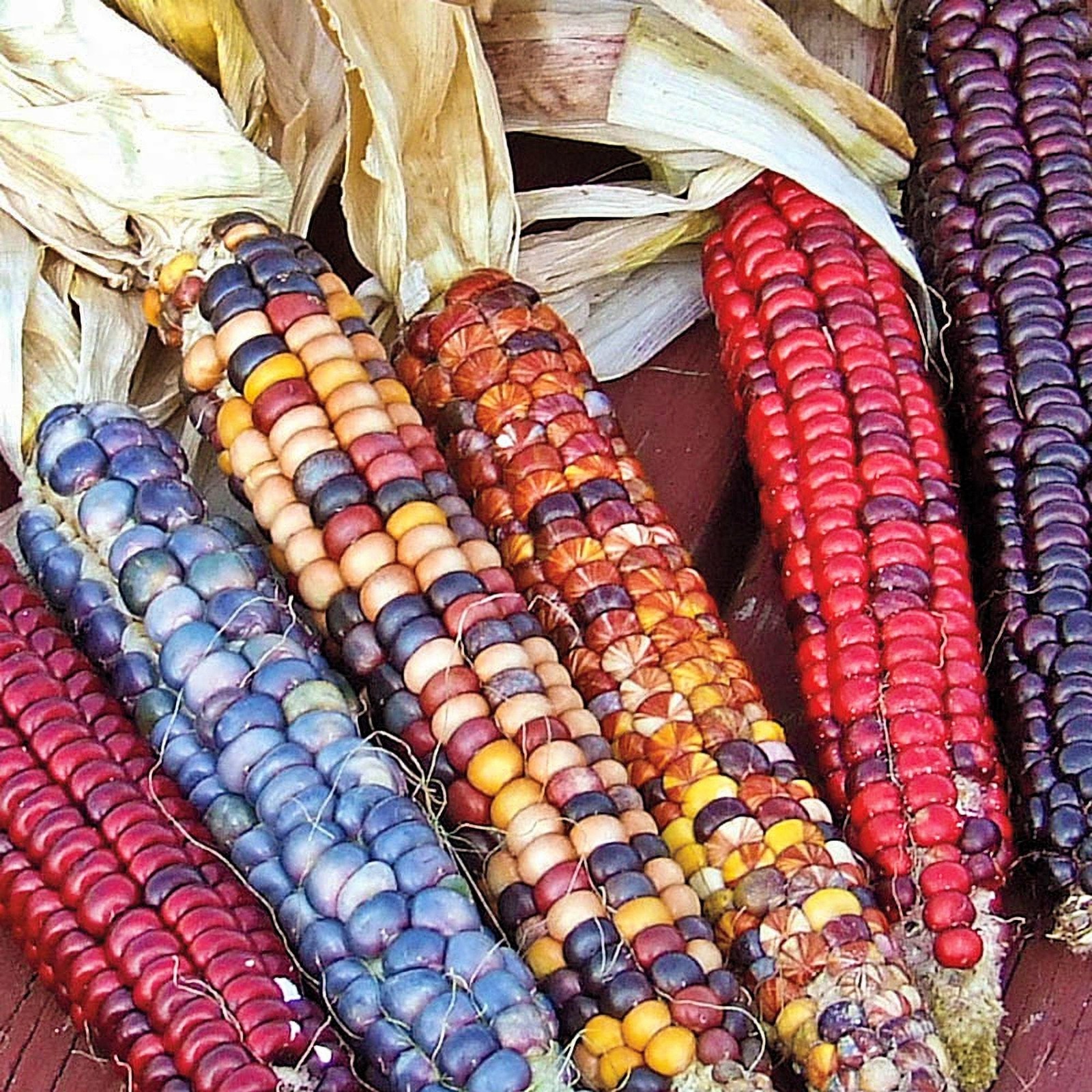 Painted Mountain Corn Box Garden Seeds Native Open Pollinating Edible