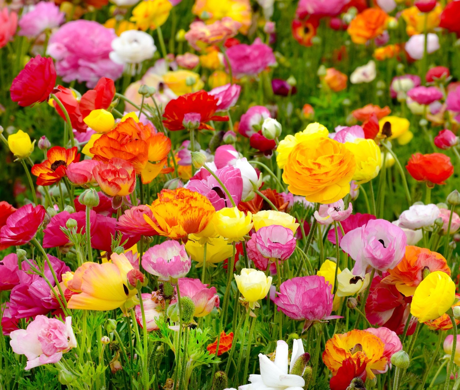 Mixed Peony Ranunculus Bulbs- Persian Buttercup -10 Corms Bulbs Flowering Blo…