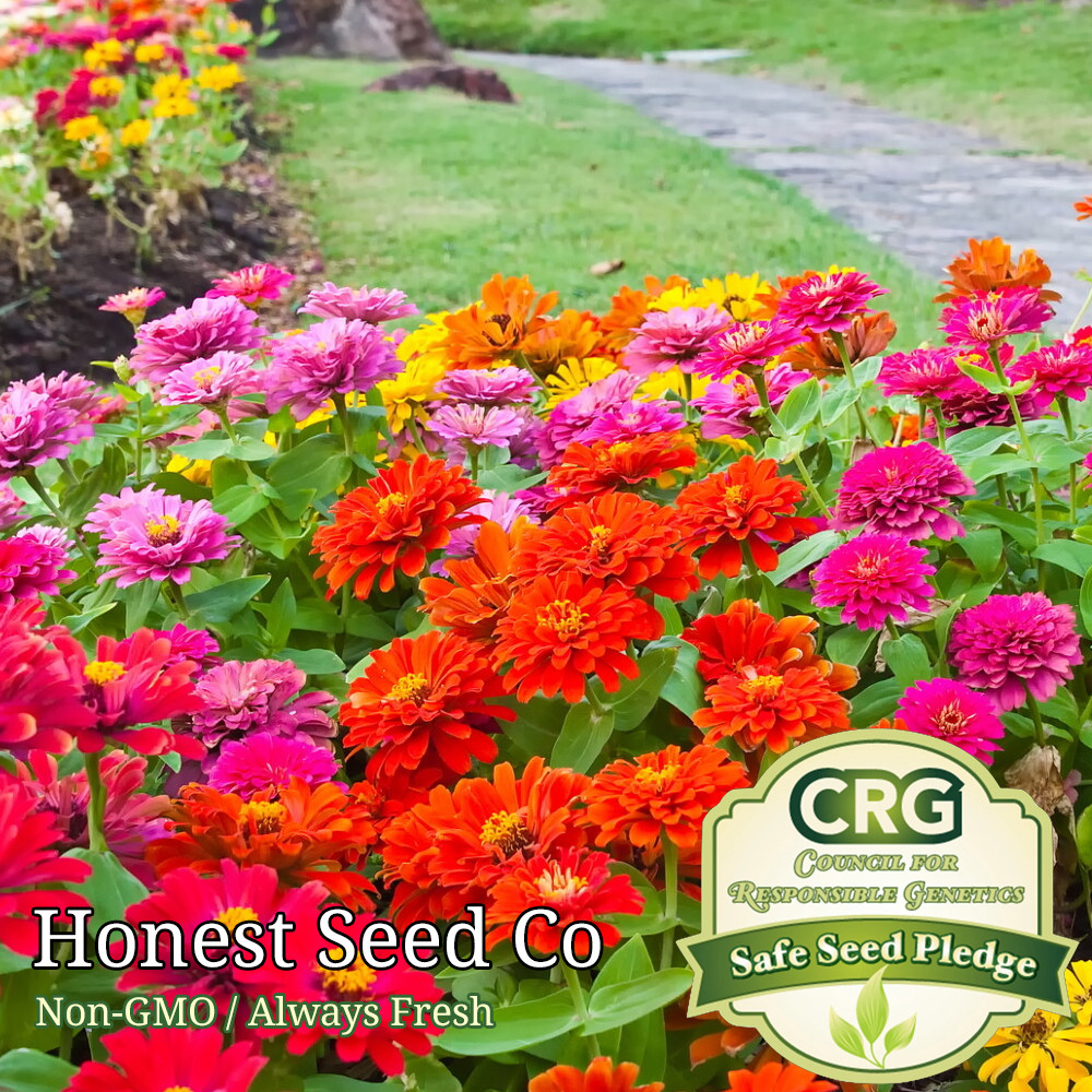 Zinnia – California Giant Mix Seeds | Colorful Flower Blooms Fresh Seeds