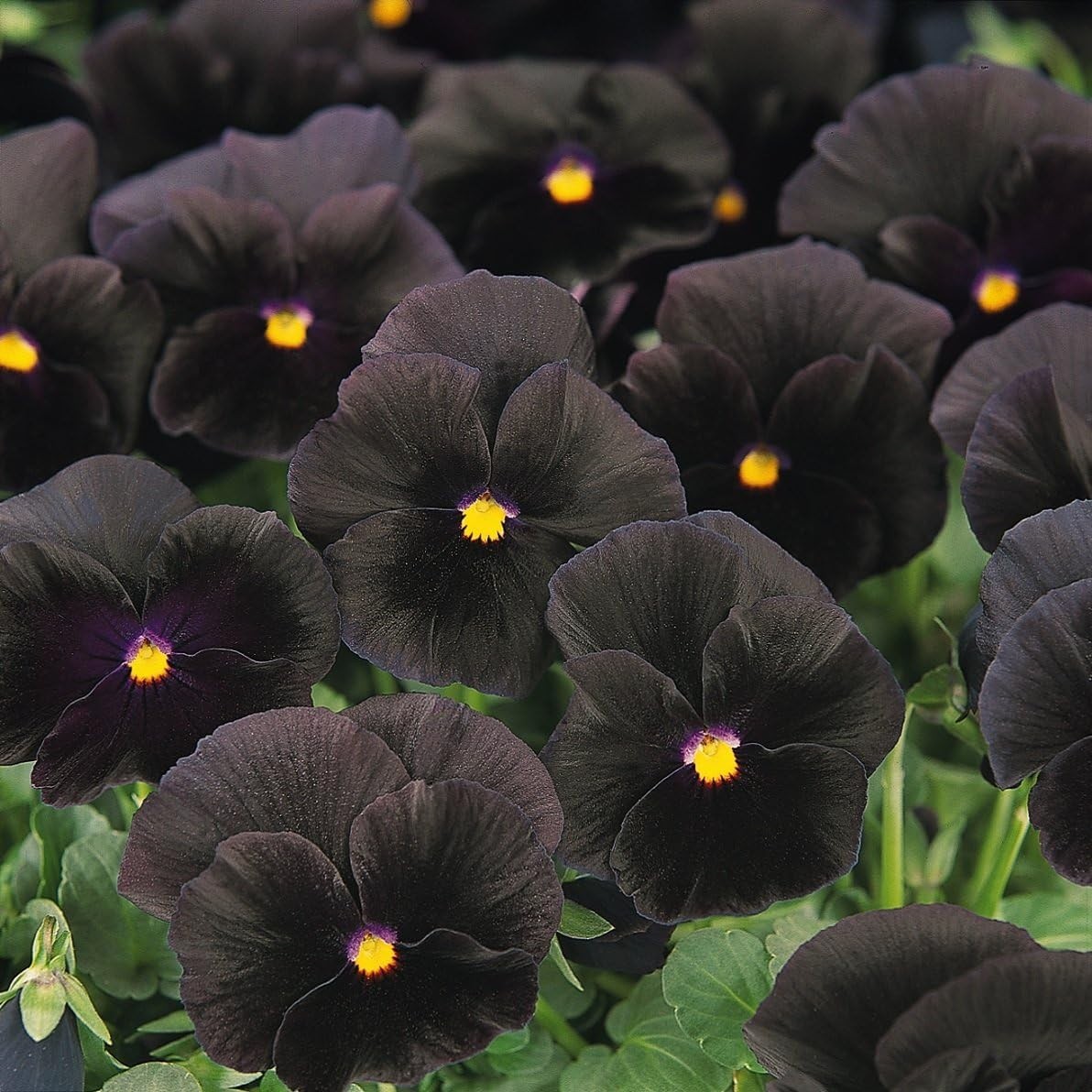 Elegant Black Viola Pansy Seeds – Pollinator-Friendly Biennials for Any Garden