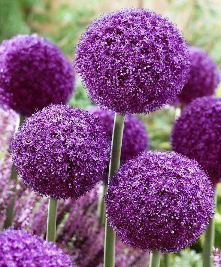 50+ RARE HUGE PURPLE ALLIUM SENSATION 4-6″ SOFTBALL “Free Gift Too ” SEEDS