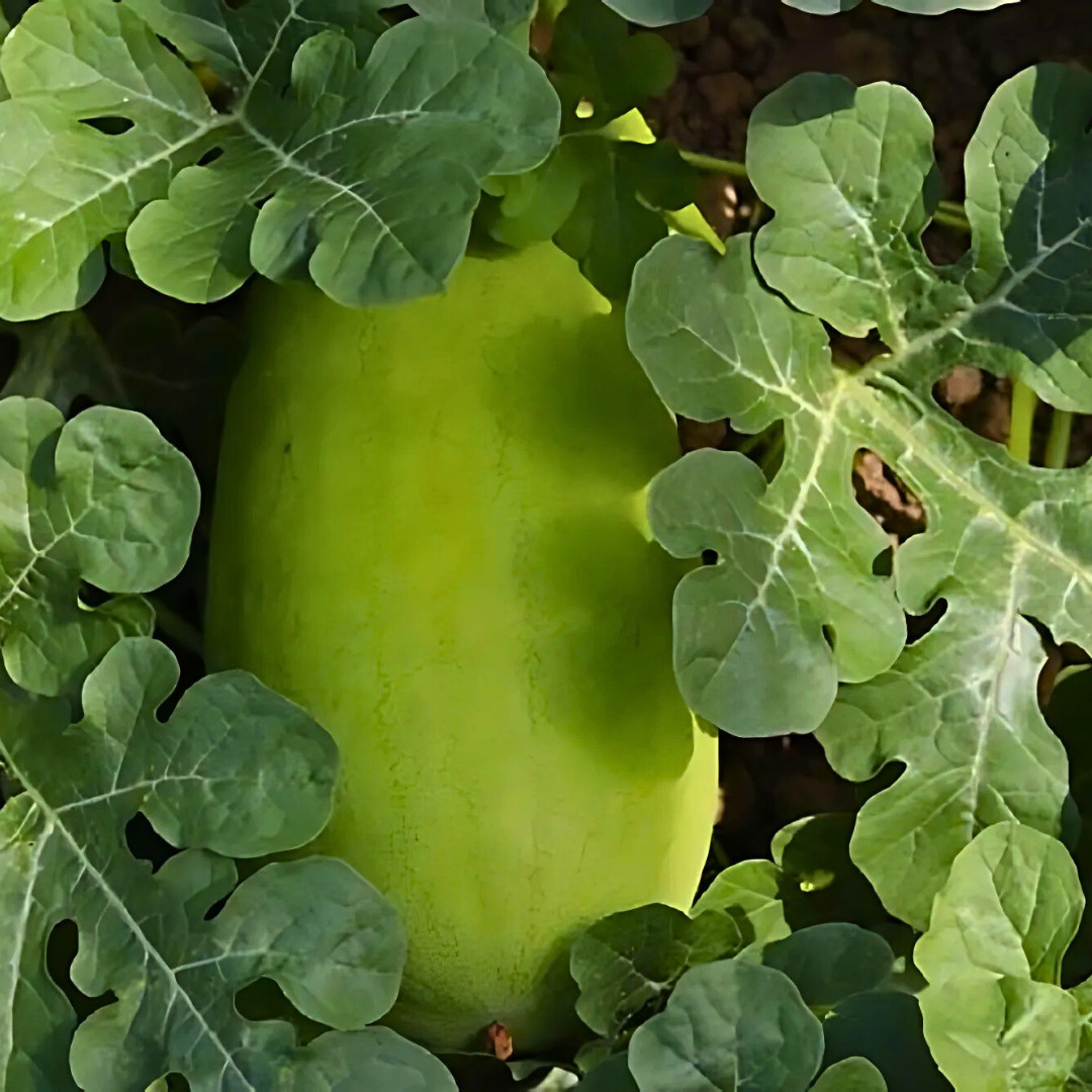 Fresh Charleston Grey Watermelon Seeds | Heirloom Non-GMO | Fresh Fruit Seeds