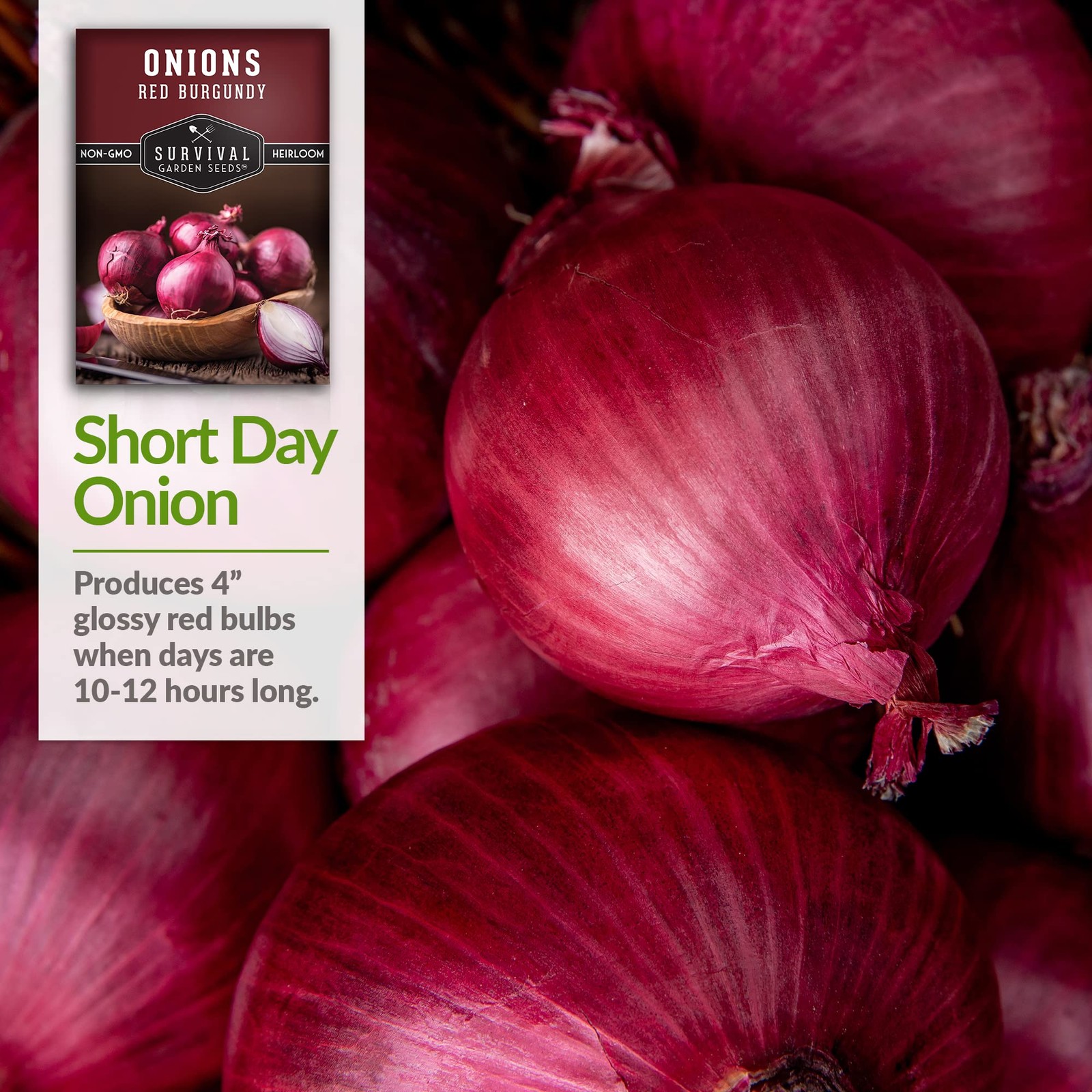 Red Burgundy Onion Seeds for Planting – Sweet Mild Short Day Red Onions with …