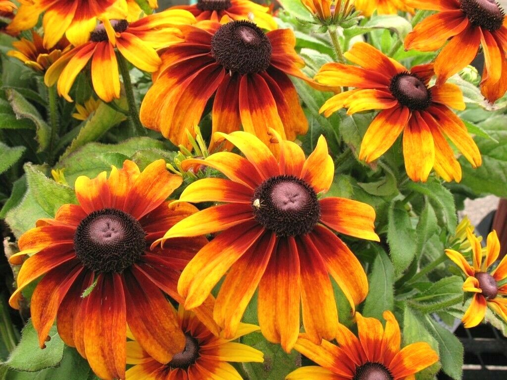 2000+GLORIOSA DAISY Seeds Native Wildflower Deer Proof Flower Garden Container