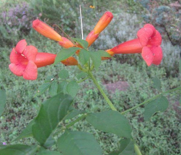 Campsis radicans Flamenco | Hummingbird vine | Trumpet Creeper | 100 Seeds
