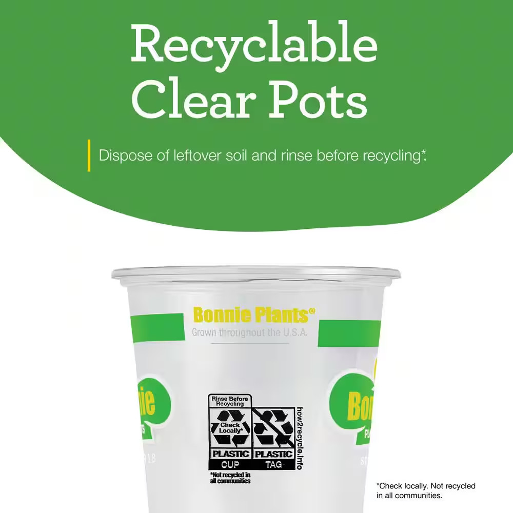 19 Oz. Sweet Basil Herb Plant (2-Pack)