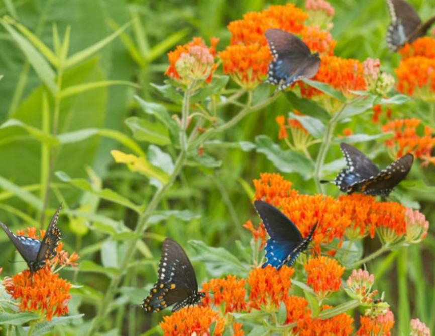 Set 2 Orange Milkweed Live Starter Plant – 3-8″ Tall – Monarch Butterfly Attract