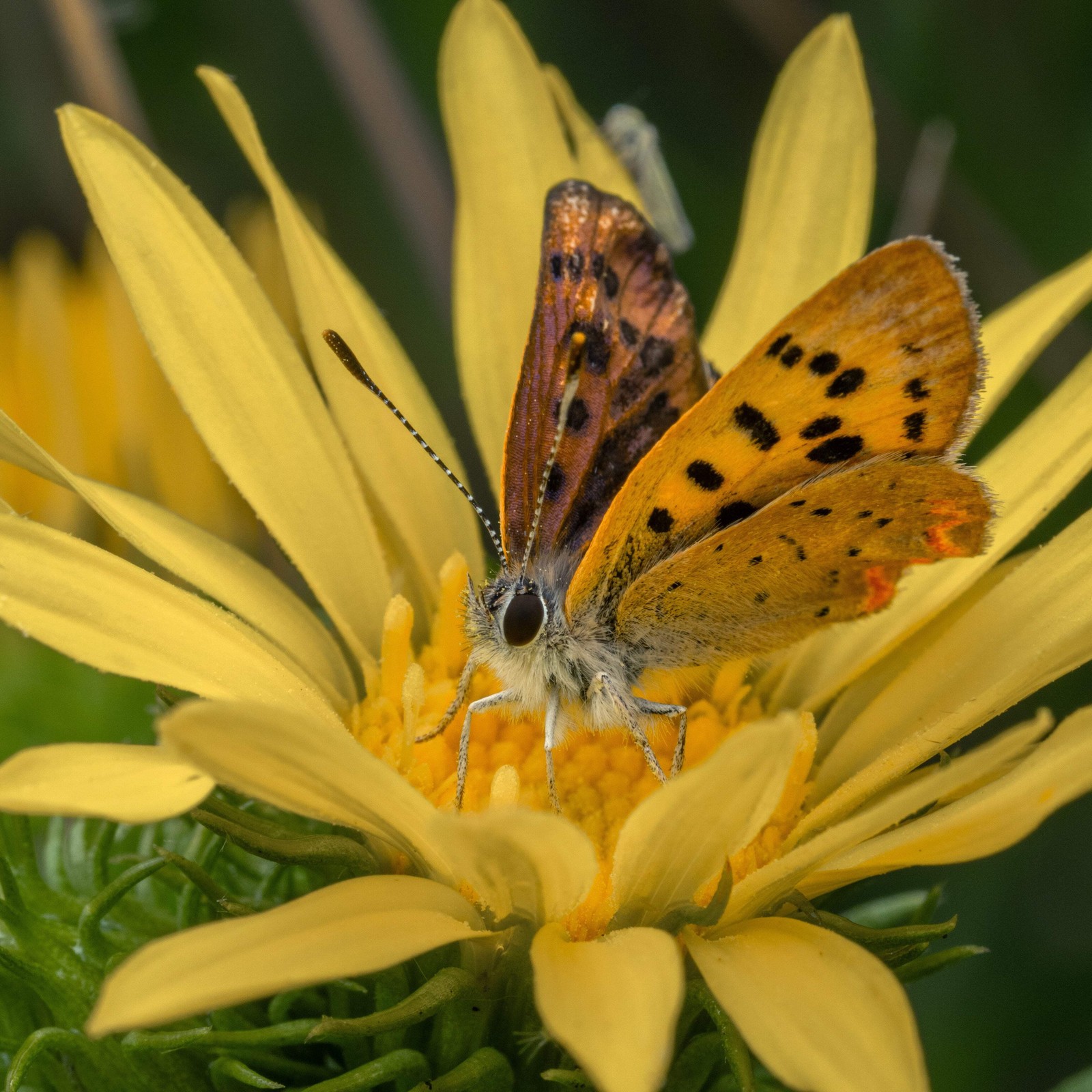 Gumweed, Puget Sound (Grindelia integrifolia)