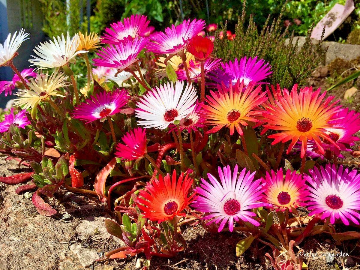8000+ICE PLANT MIX Flower Seeds Groundcover Drought Heat Poor Soils Fast Easy