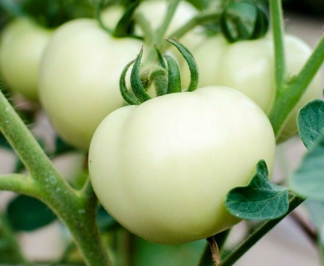 WHITE BEEFSTEAK TOMATO SEEDS 100+ GARDEN vegetables INDETERMINATE FREE SHIPPING