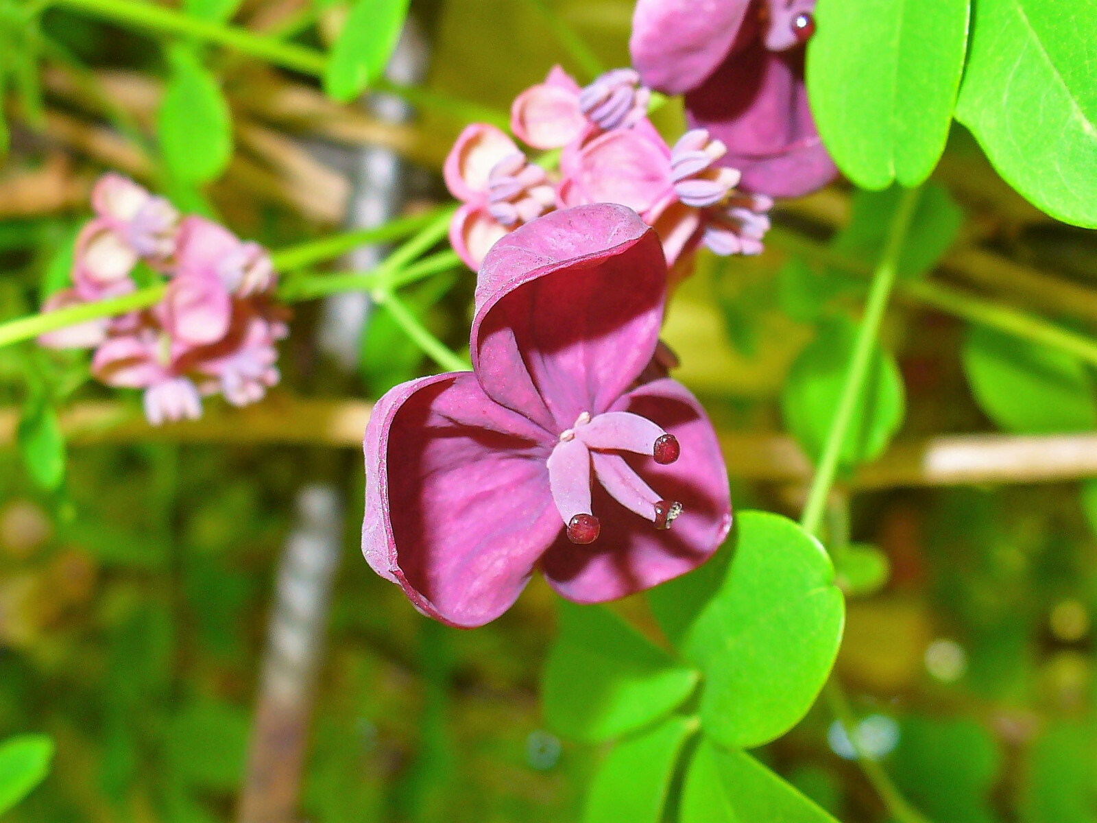 100 – 1000 Bulk CHOCOLATE VINE Edible Fruit Akebia Quinata Fragrant Flower Seeds