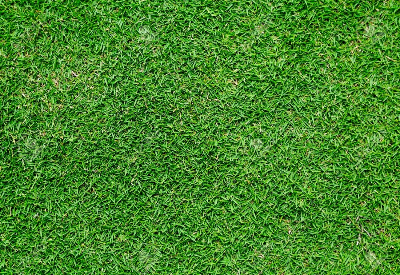 Premium Bermuda Grass Seed unhulled with moisture retaining coating 80,000 seeds