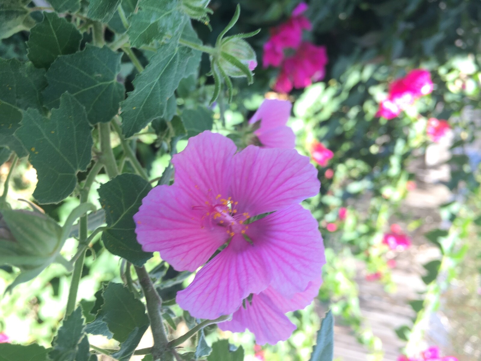 75 Rock Rose Pavonia Seeds Pavonia lasiopetala  EXTRA Seeds Included