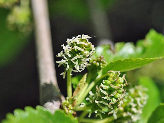 Morus alba | White Mulberry | 20 Seeds