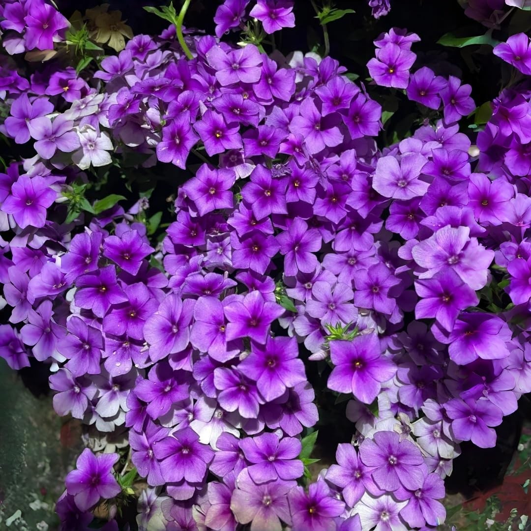 1000pcs/pack Phlox Seeds for Planting – Non-GMO, Heirloom Annual Phlox Flower…