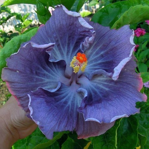20 Hibiscus Seeds Flowers Flower Seed Perennial US SELLER ” Pink Purple Blue”
