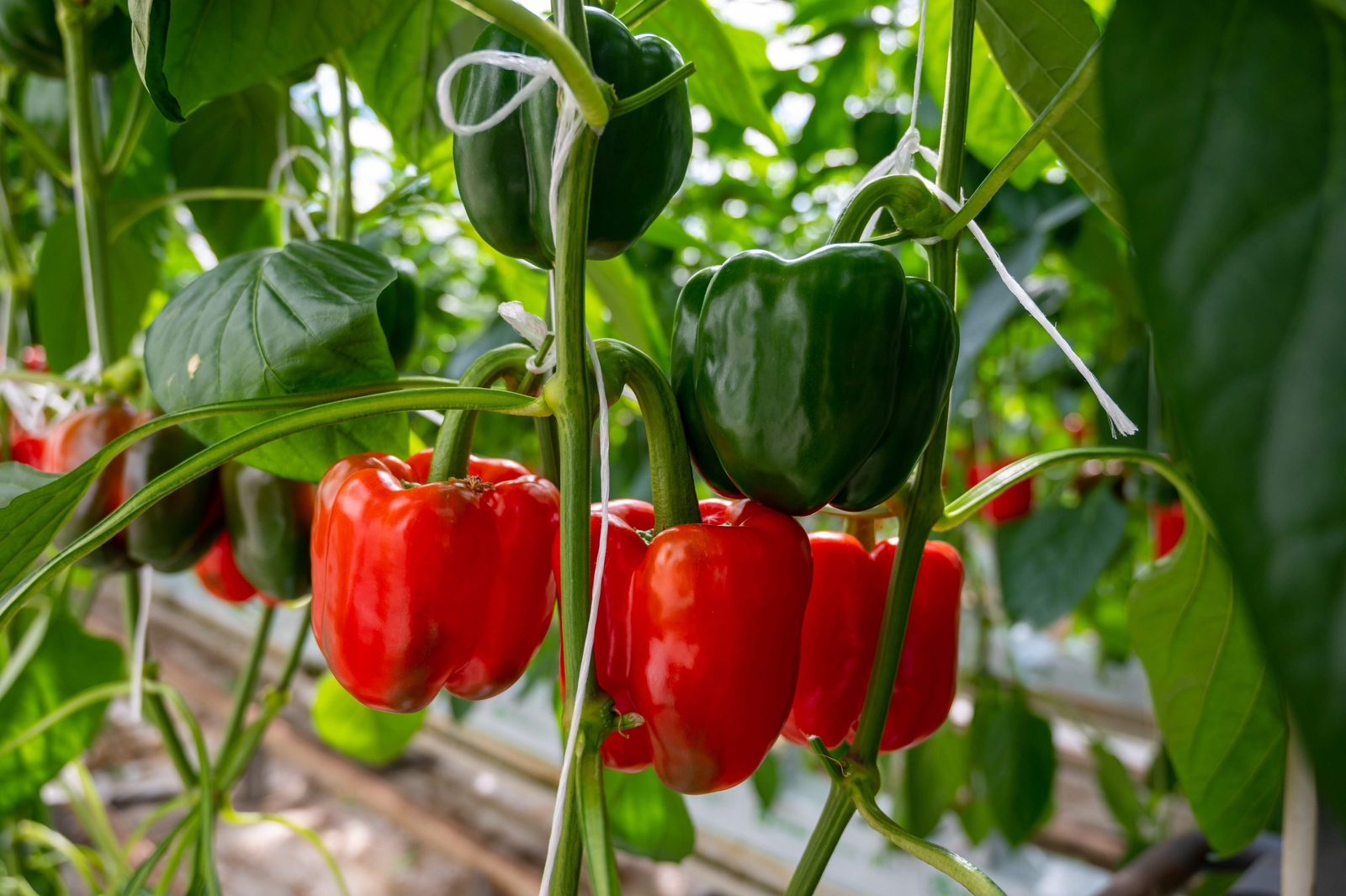 20 Organic Red MINI BELL PEPPER Sweet Mild Miniature Capsicum Vegetable Seeds