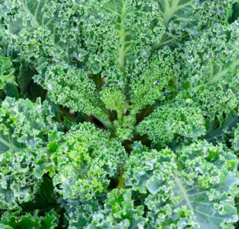 KALE GARDEN BLEND 4 Types Heirloom MicroGreens Saute Healthy Non-GMO 200 Seeds!