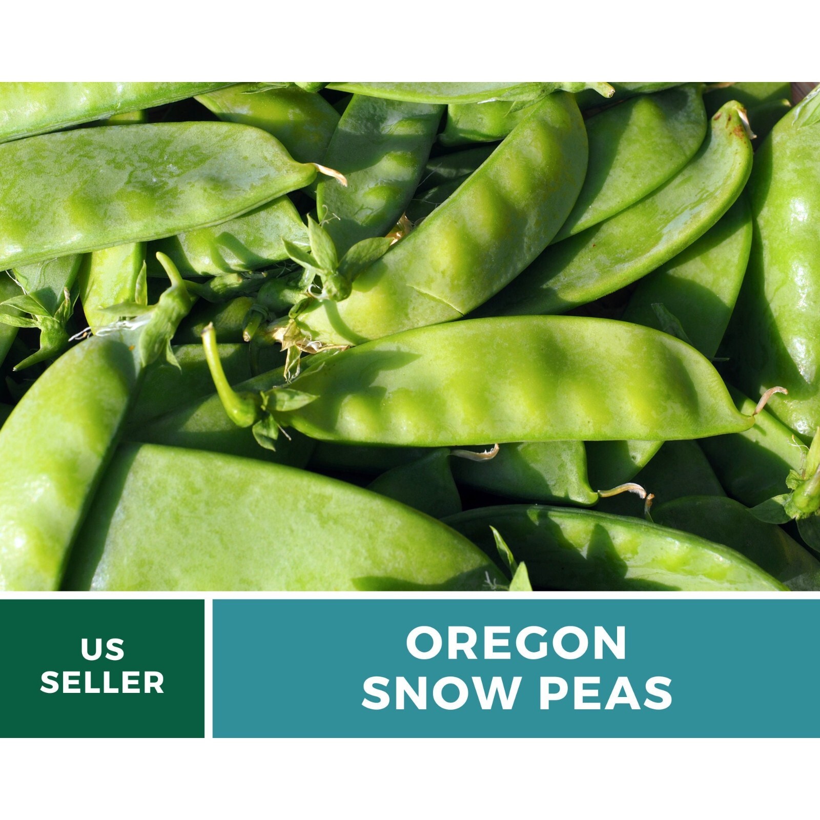 Peas, Snow, Oregon Sugar II – 25 Seeds – Heirloom Vegetable – Open Pollinated –
