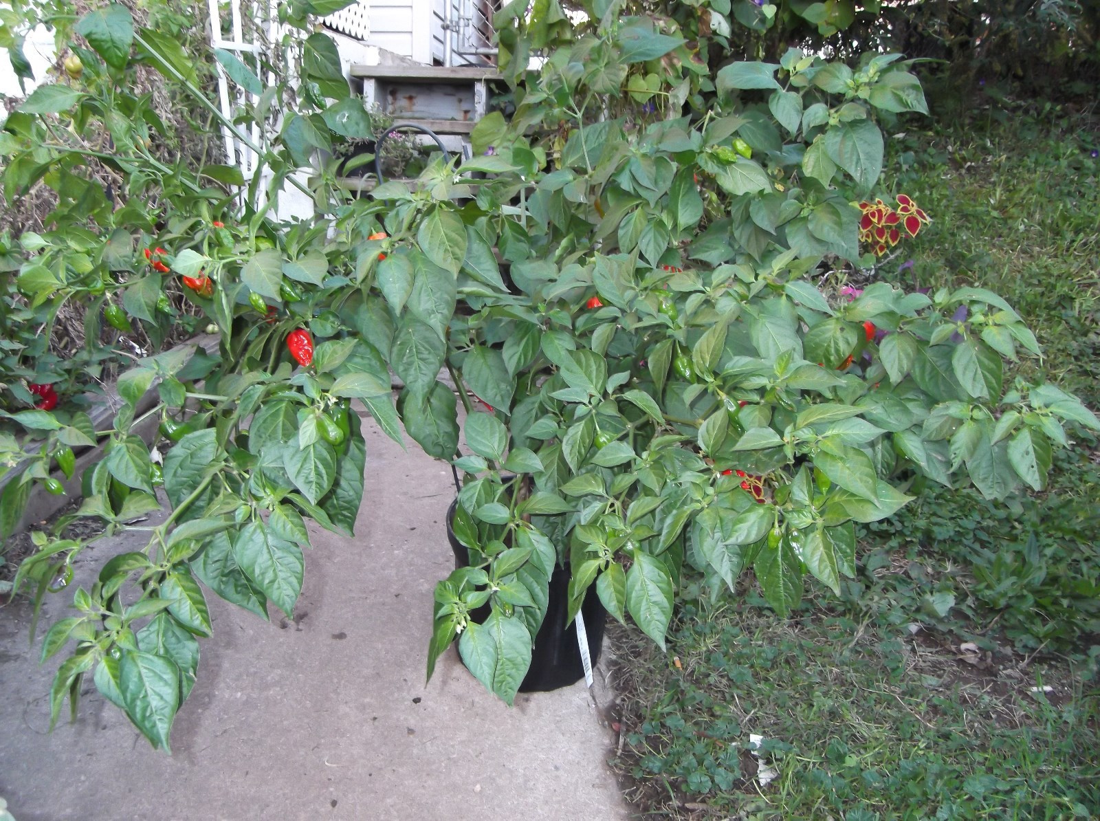 GHOST PEPPER ‘BHUT JOLOKIA’ MEGA HOT PEPPER! COMB. S/H! SEE OUR STORE!
