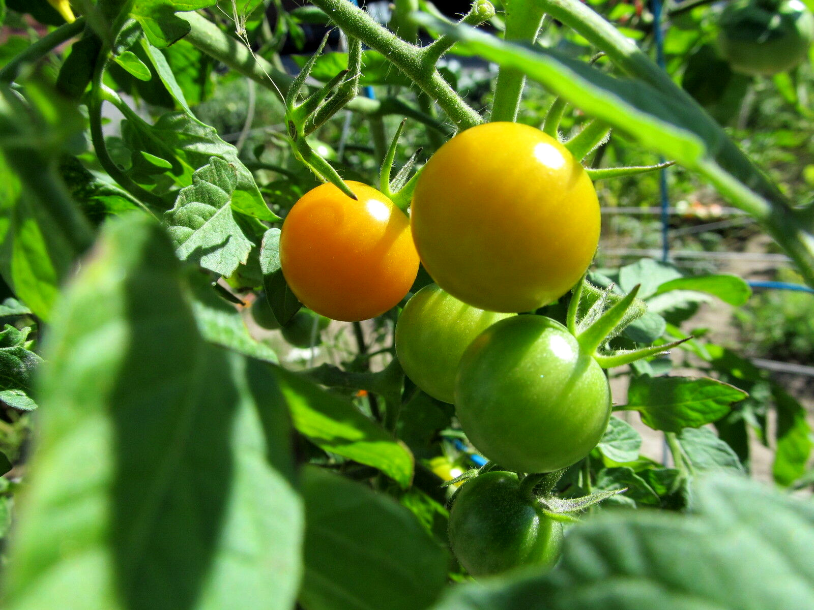 *NEW* *2023 ORGANIC GROWN SUN GOLD CHERRY TOMATO 100 SEEDS SWEETEST FRESH 2023*