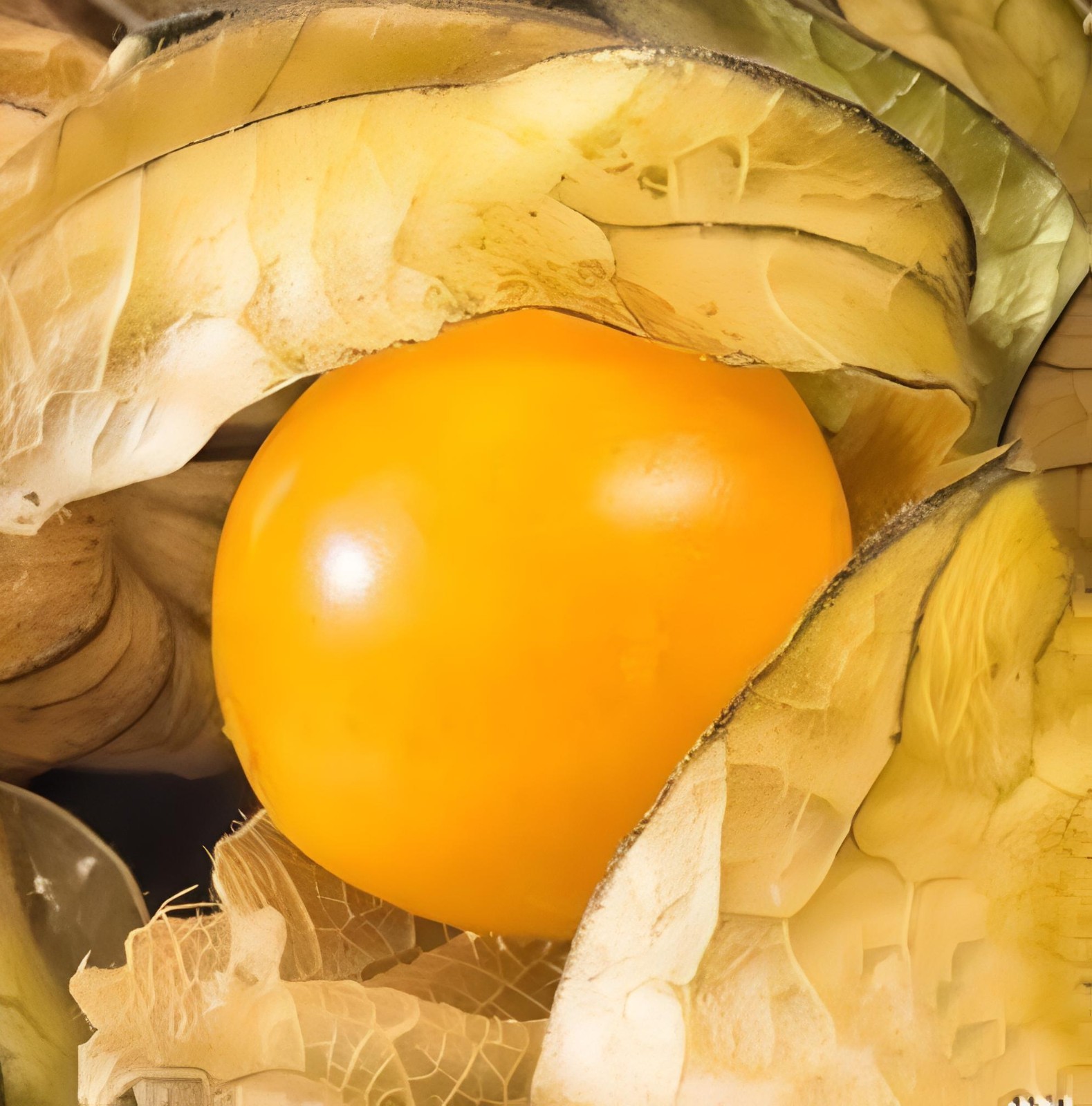 500 Pineapple Tomatillo Seeds, NON-GMO, Goldenberry, Cossack Pineappe