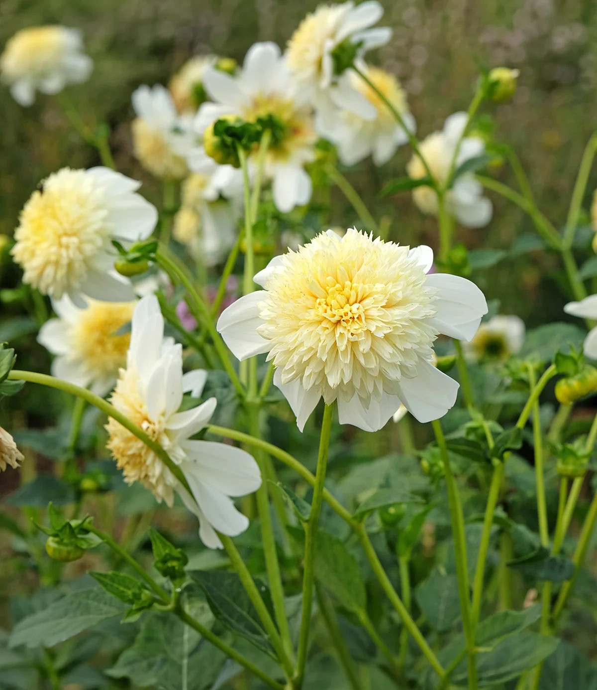 Platinum Blonde Anemone Dahlia – 3 root divisions